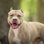 Pitbulls Pitbulls